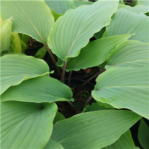 Hosta 'Red Rooster'